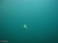   Ray Arabian Gulf check divers canon 860 natural light  